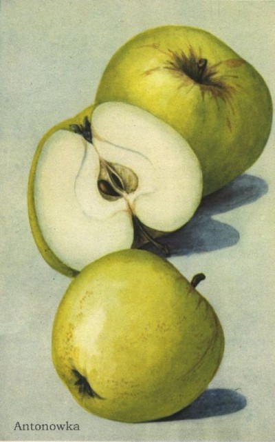 Apfel: Antonowka