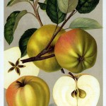Apfel: Boikenapfel