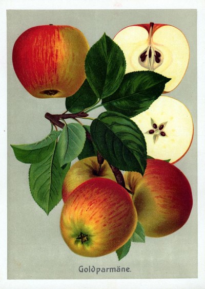 Apfel: Goldparmäne (aus "Deutschlands Obstsorten")