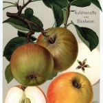 Apfel: Goldrenette von Blenheim