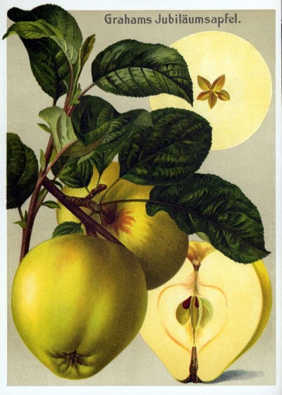 Apfel: Grahams Jubiläumsapfel