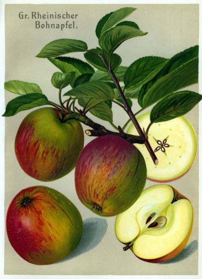 Apfel: Grosser Rheinischer Bohnapfel