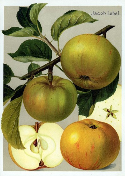 Apfel: Jakob Lebel