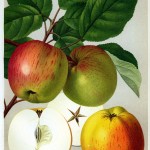 Apfel: Lohrer Rambur