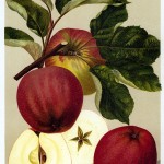 Apfel: Roter Eiserapfel