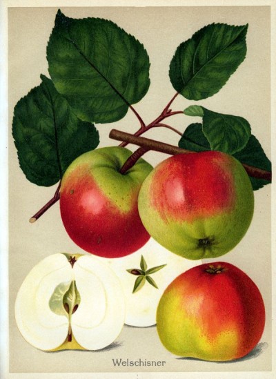 Apfel: Welschisner