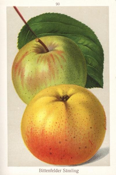 Apfel: Bittenfelder Saemling