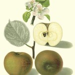 Apfel: Damasonrenette