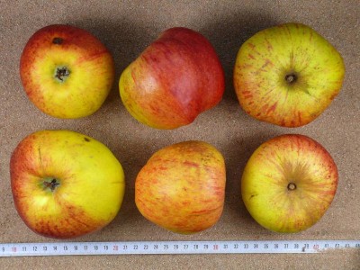Apfel: Eifeler Rambur