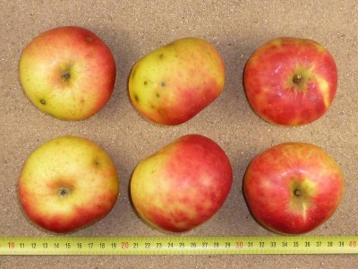 Apfel: Geflammter Cousinot