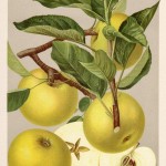 Apfel: Gelber Edelapfel
