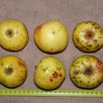 Apfel: Pomme d'Or