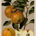 Apfel: Goldrenette Freiherr von Berlepsch