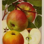 Apfel: Goldrenette von Peasgood