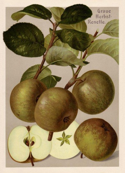 Apfel: Graue Herbstrenette