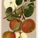 Apfel: Große Kasseler Renette