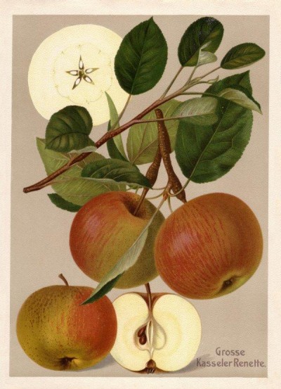 Apfel: Große Kasseler Renette