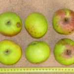 Apfel: Grüner Stettiner