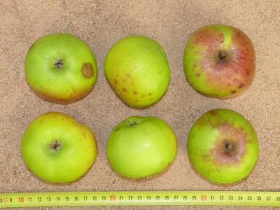 Apfel: Grüner Stettiner
