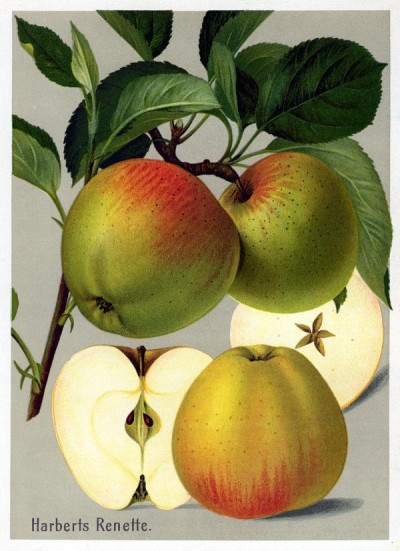 Apfel: Harberts Renette