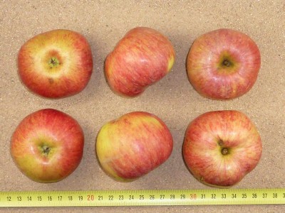 Apfel: Hauxapfel