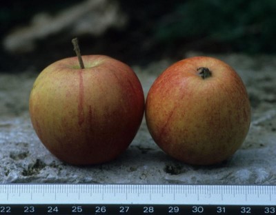 Apfel: Hirschknäckerle