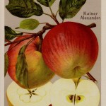 Apfel: Kaiser Alexander