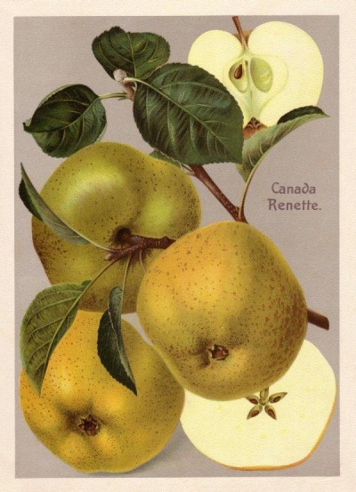Apfel: Kanada Renette