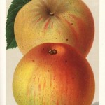 Apfel: Krügers Dickstiel