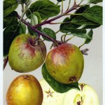 Apfel: Langer Grüner Gulderling