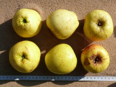 Apfel: Lütticher Ananaskalvill