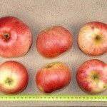 Apfel: Martens Sämling