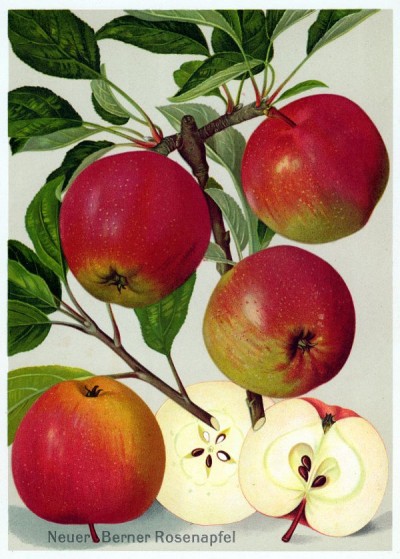 Apfel: Neuer Berner Rosenapfel