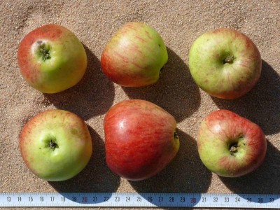 Apfel: Reichtragender vom Zenngrund
