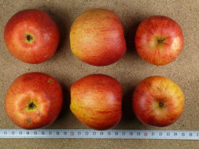 Apfel: Rötliche Renette