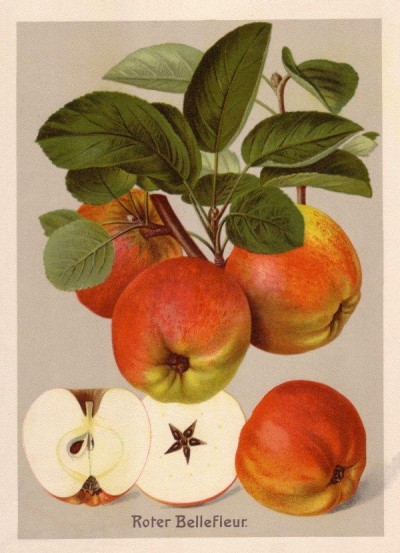 Apfel: Roter Bellefleur