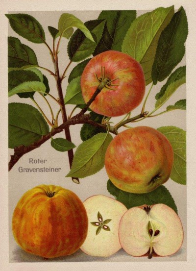 Apfel: Roter Gravensteiner