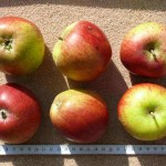 Apfel: Schmidberger Renette