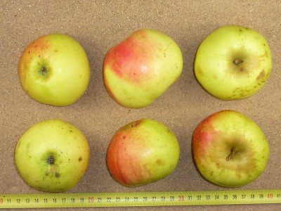 Apfel: Schneiderapfel