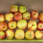 Apfel: Schöner aus Miltenberg