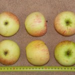 Apfel: Schöner aus Wiltshire
