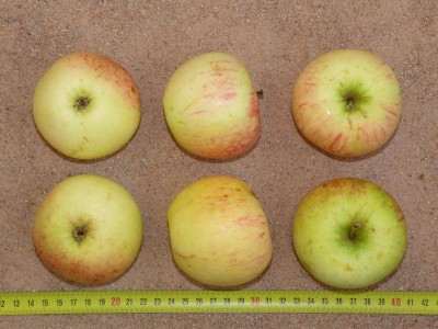 Apfel: Schöner aus Wiltshire