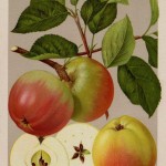 Apfel: Schöner von Nordhausen