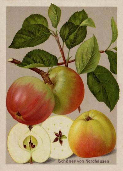 Apfel: Schöner von Nordhausen