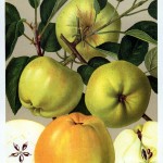 Apfel: Signe Tillisch