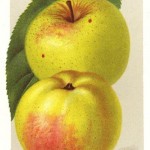Apfel: Spätblühender Taffetapfel