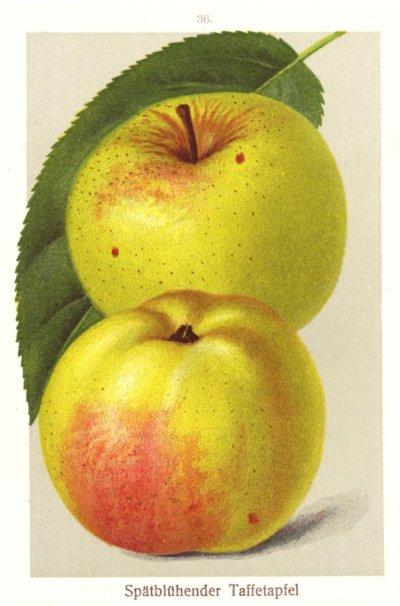Apfel: Spätblühender Taffetapfel