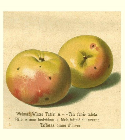 Apfel: Weisser Winter Taffet