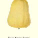 Apfel: Weisser Winterglockenapfel
