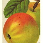 Apfel: Winterzitronenapfel